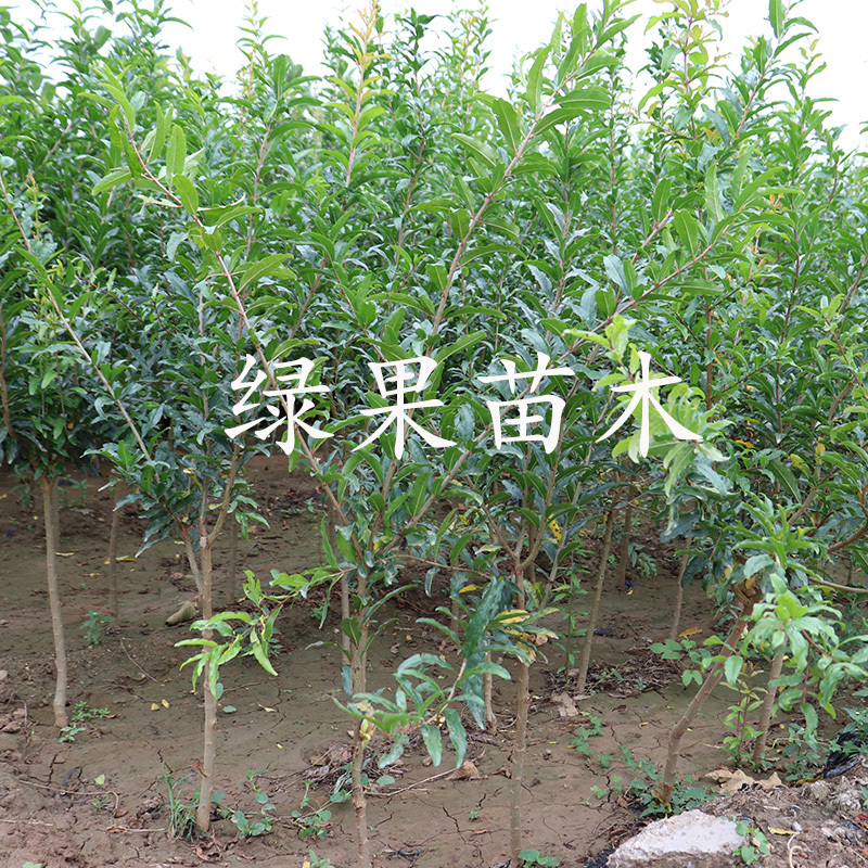 优质果树苗红如意软籽石榴苗基地直销品种保证包邮