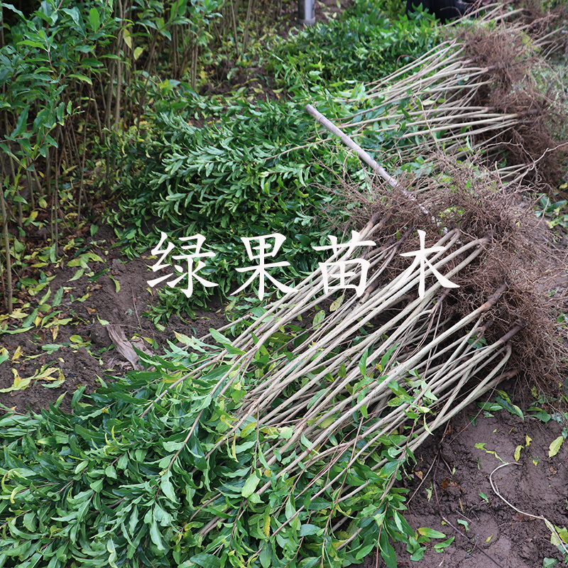 鸽血石榴苗黑美人石榴酸甜石榴苗南北方种植品种纯正