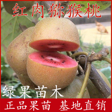 红心猕猴桃苗红肉猕猴桃大苗一年挂果基地直销技术指导