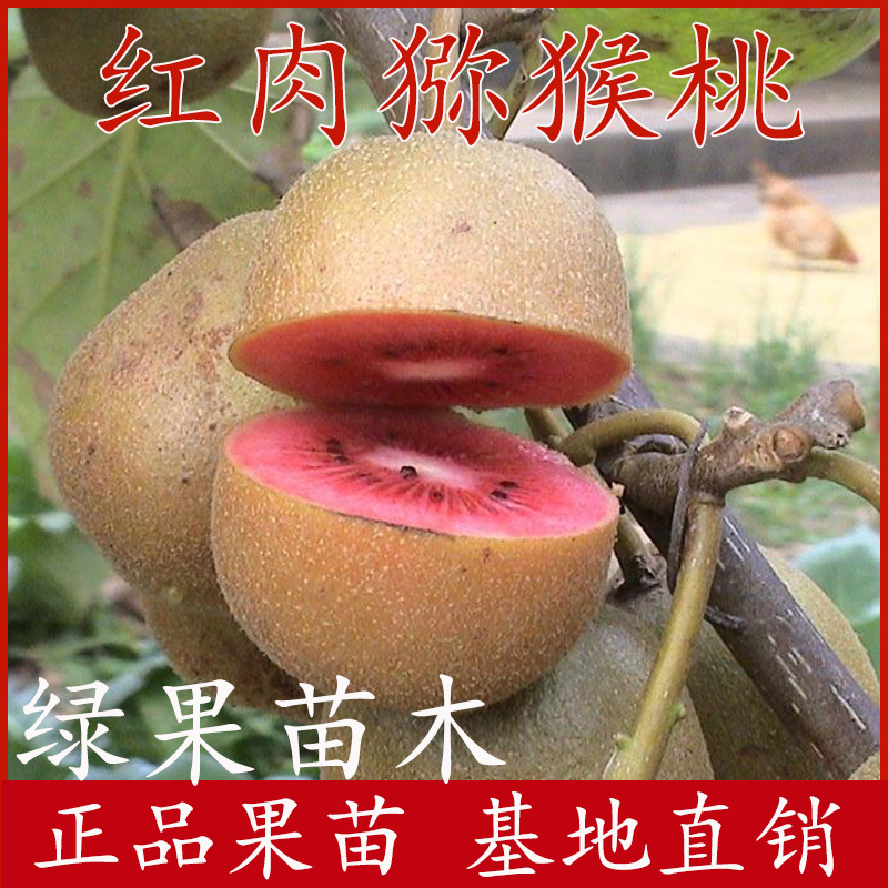 红心猕猴桃苗红肉猕猴桃大苗一年挂果基地直销技术指导