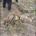 红心猕猴桃苗红肉猕猴桃大苗一年挂果基地直销技术指导