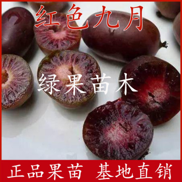 红色九月软枣猕猴桃苗果树苗软枣苗南北种庭院盆地栽