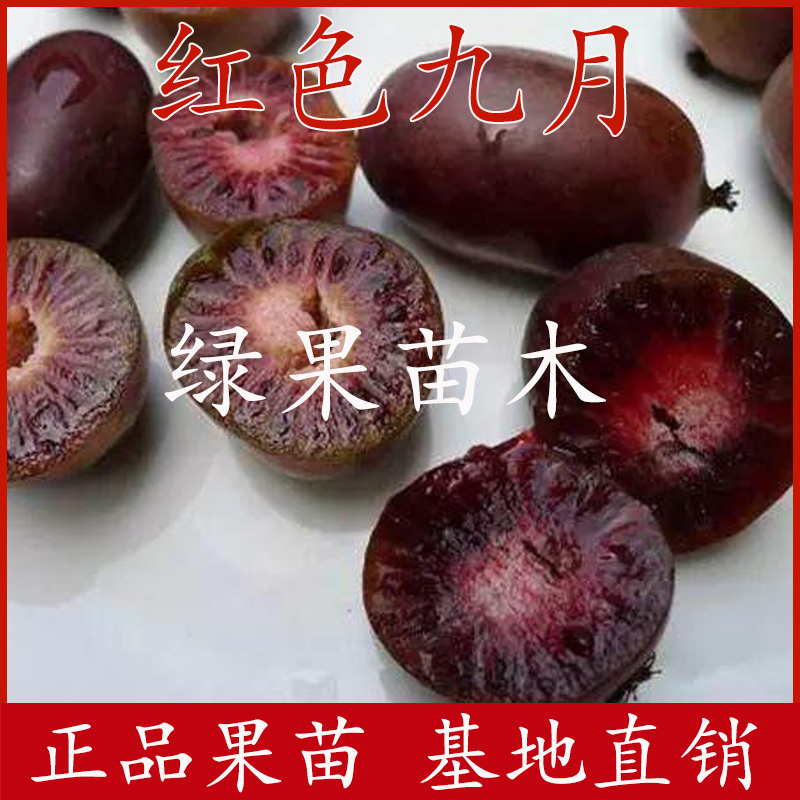 红色九月软枣猕猴桃苗果树苗软枣苗南北种庭院盆地栽
