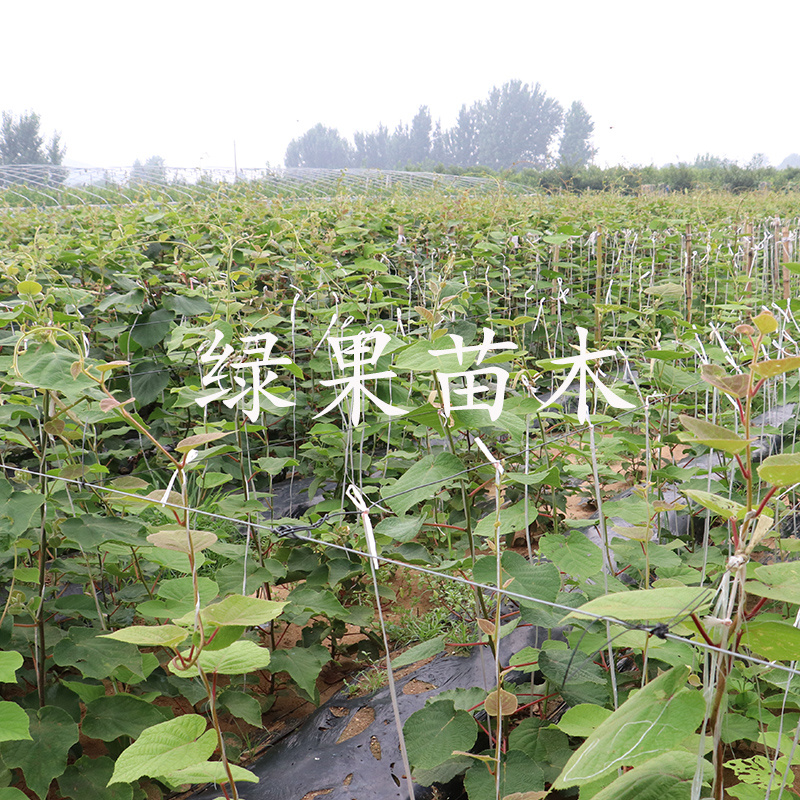 红色九月软枣猕猴桃苗果树苗软枣苗南北种庭院盆地栽