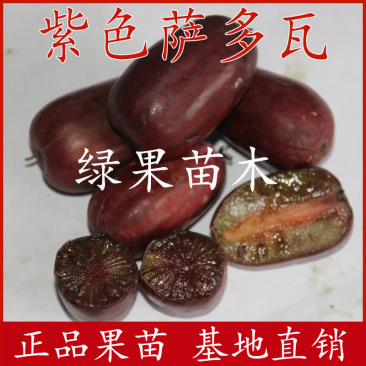 紫色萨多瓦软枣猕猴桃苗果树苗软枣树苗盆栽地栽