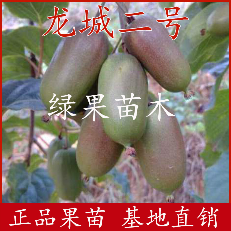龙城二号软枣猕猴桃苗果树苗软枣树苗当年结果