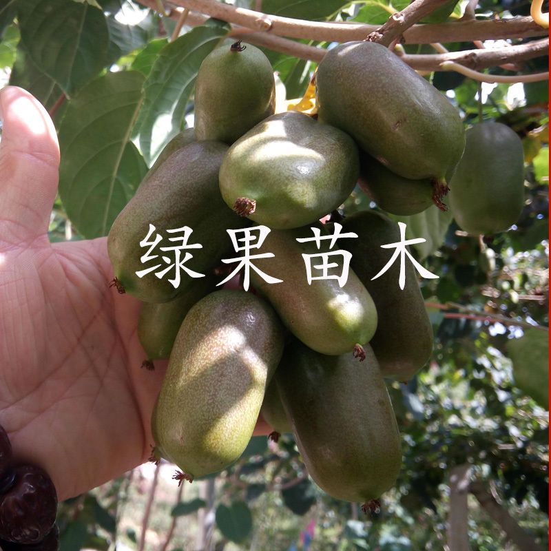 龙城二号软枣猕猴桃苗果树苗软枣树苗当年结果