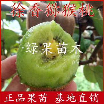绿心奇异果苗徐香猕猴桃苗基地直销提供技术指导