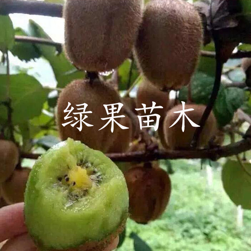 绿心奇异果苗徐香猕猴桃苗基地直销提供技术指导