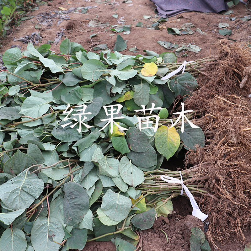 黄心黄肉猕猴桃苗金艳金桃黄金果奇异果苗基地直销包邮