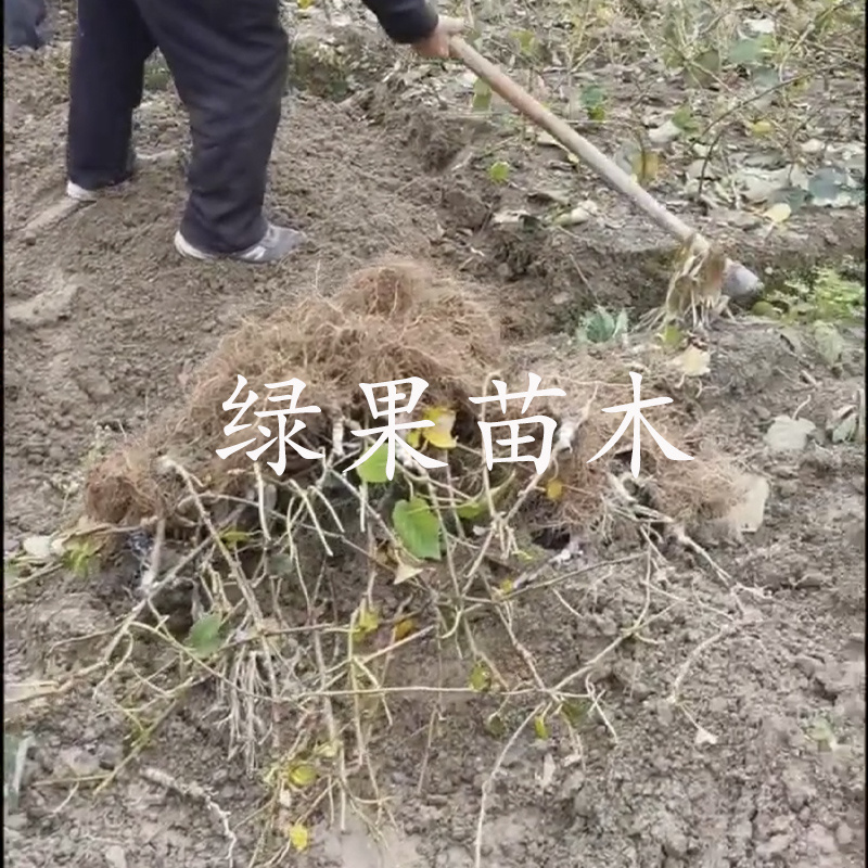 黄心黄肉猕猴桃苗金艳金桃黄金果奇异果苗基地直销包邮