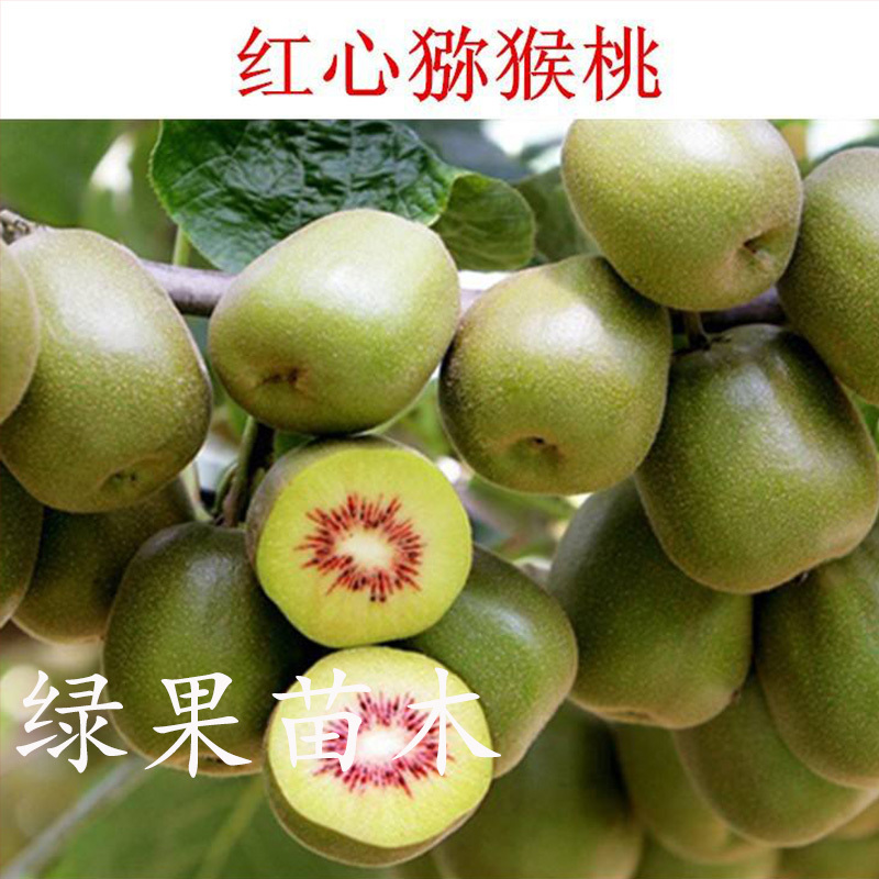 热卖红心红阳猕猴桃苗基地直销品种纯正提供技术指导