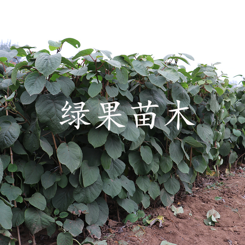 热卖红心红阳猕猴桃苗基地直销品种纯正提供技术指导