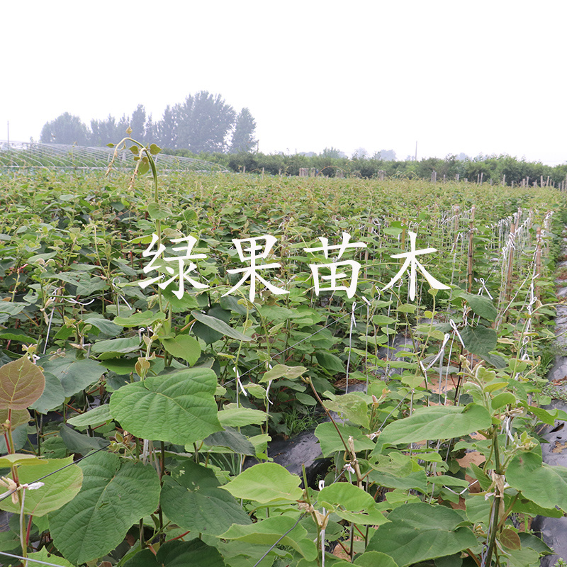 黄心奇异果徐香红心红阳猕猴桃授粉树雄树公树