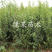 特早大红杏苗508红杏苗早熟红杏树苗南北方种植包