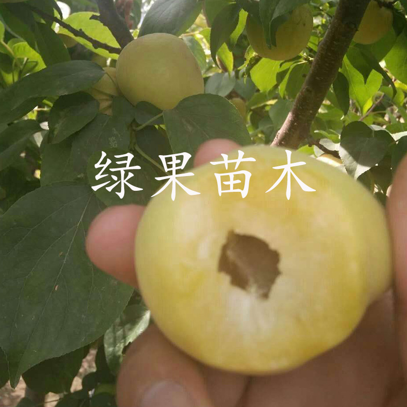 香白杏苗香杏树苗小白杏苗基地直销品种纯正包邮