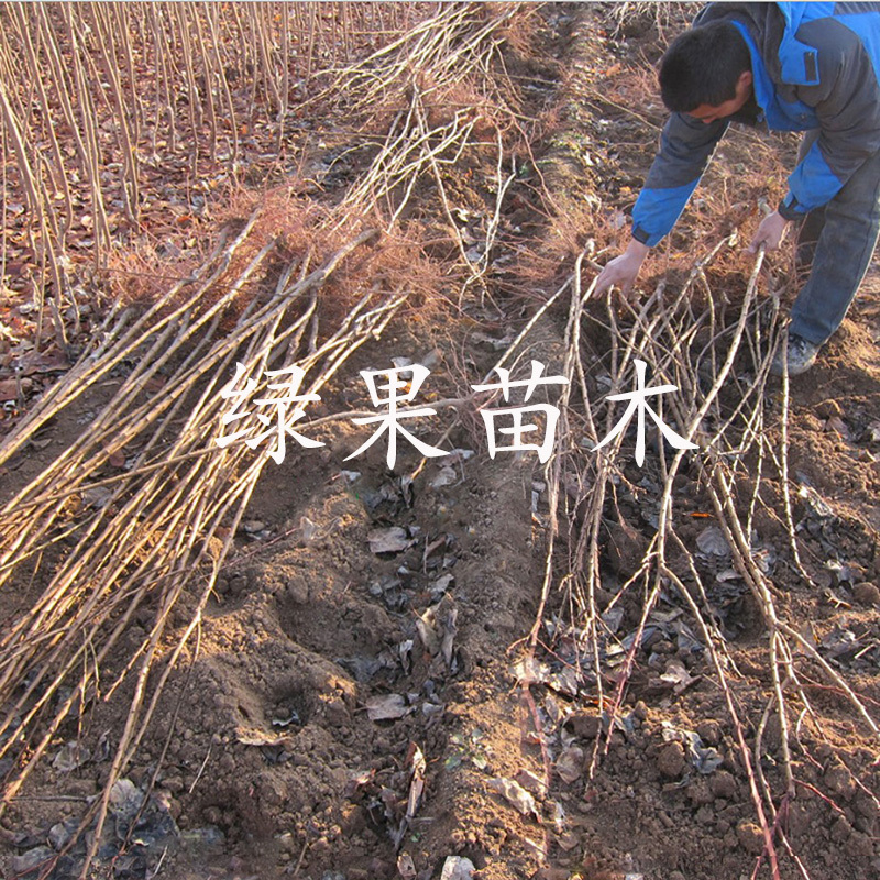 甜杏苗新品大接杏苗杏子苗特大早熟杏树苗基地直销