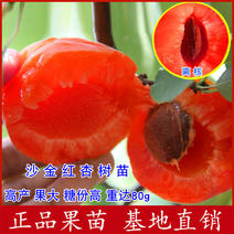 沙金红杏树苗新品种荷兰香蜜杏一号大杏包品种包邮