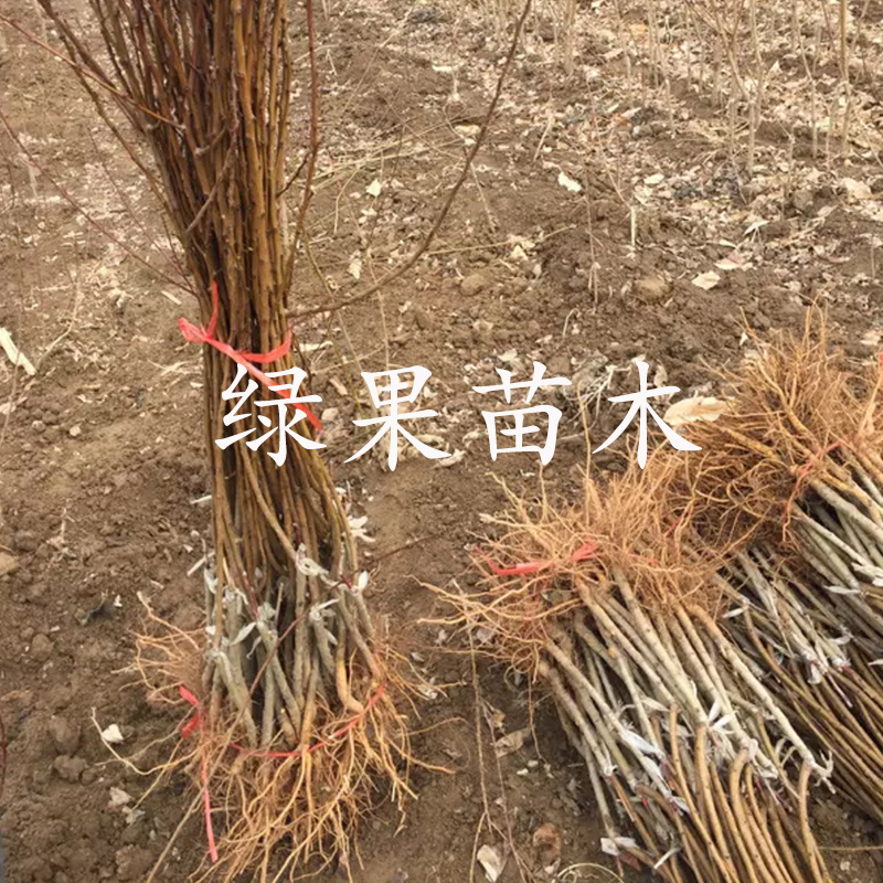 沙金红杏树苗新品种荷兰香蜜杏一号大杏包品种包邮