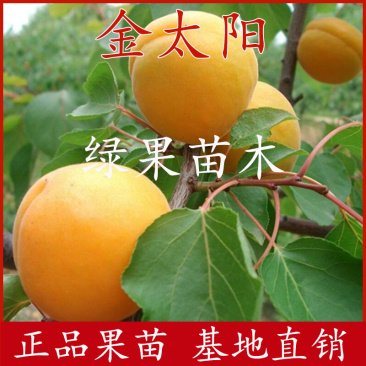 金太阳杏苗嫁接杏子苗基地直销提供技术指导