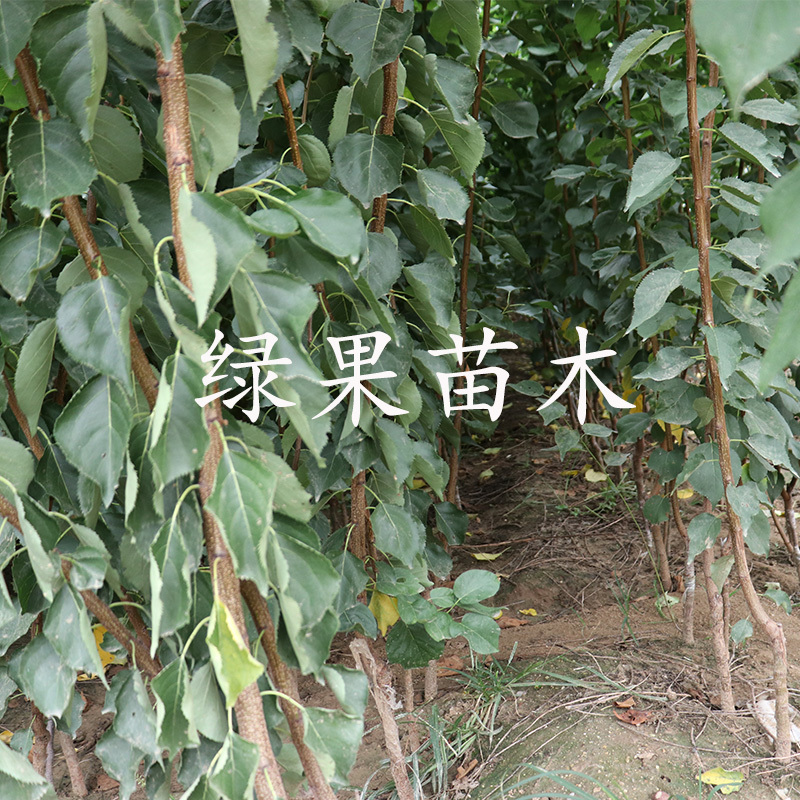 金太阳杏苗嫁接杏子苗基地直销提供技术指导