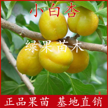 新疆小白杏树苗嫁接杏子苗杏果苗