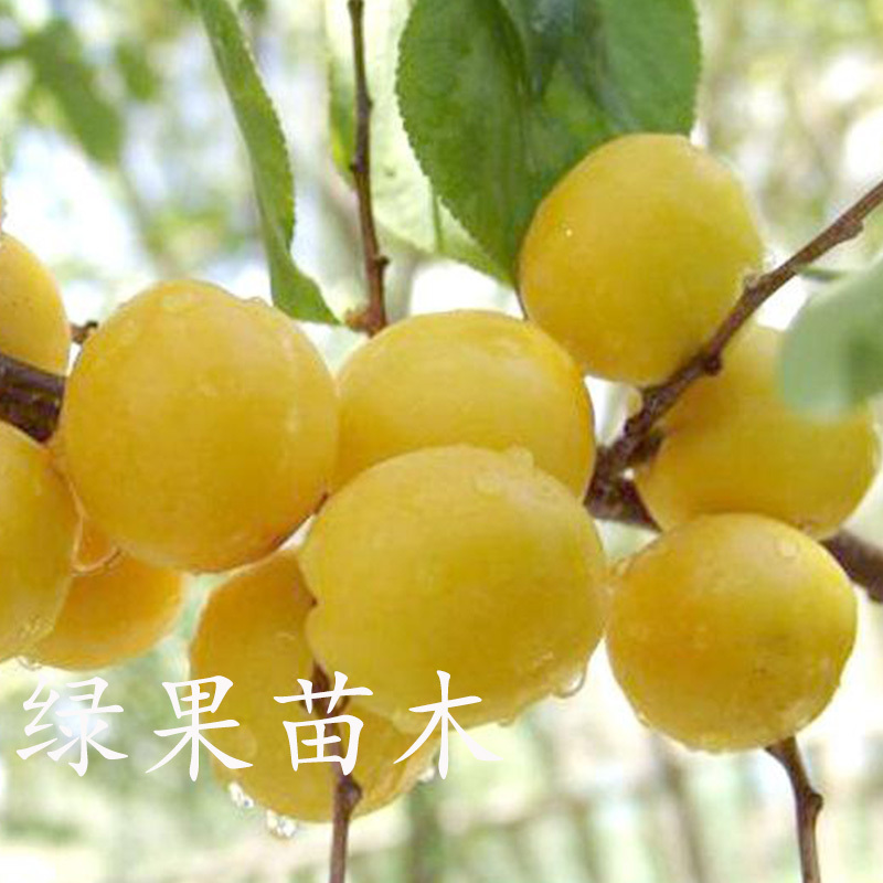 新疆小白杏树苗嫁接杏子苗杏果苗