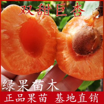 甜杏仁树苗双甜巨杏树苗杏仁香甜口感好基地直销包邮