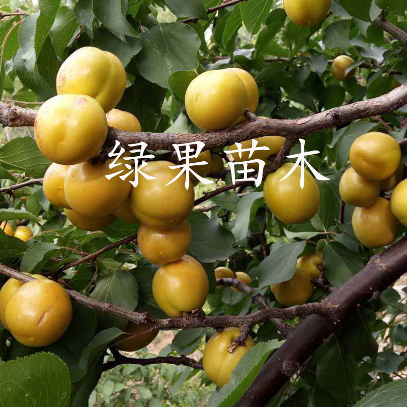 珍珠油杏树苗嫁接杏子苗油杏苗基地直销品种纯正