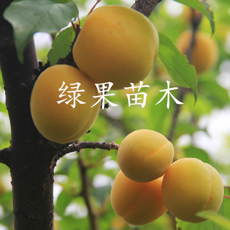 金杏梅苗嫁接杏梅树苗基地直销品种纯正提供技术指导