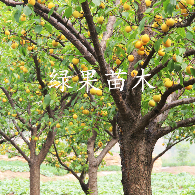 金杏梅苗嫁接杏梅树苗基地直销品种纯正提供技术指导