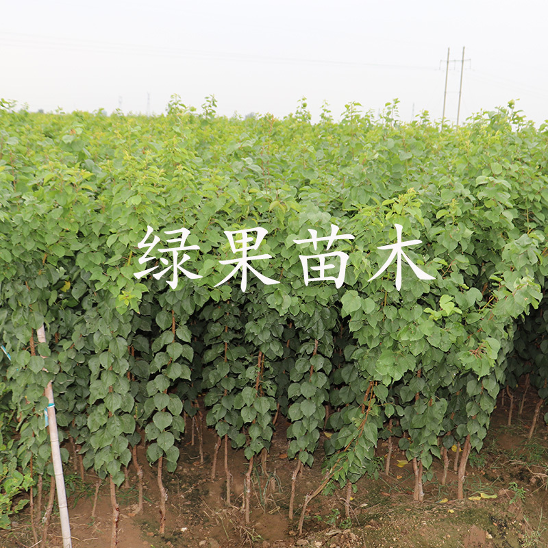 金杏梅苗嫁接杏梅树苗基地直销品种纯正提供技术指导