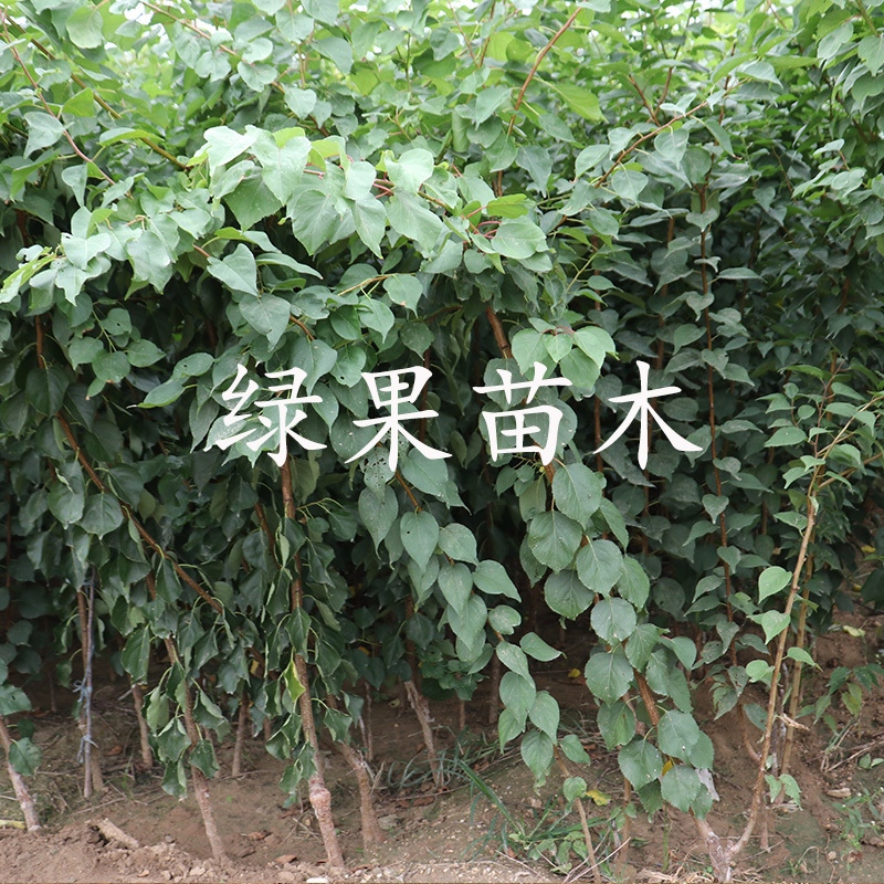 金杏梅苗嫁接杏梅树苗基地直销品种纯正提供技术指导