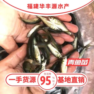 青鱼苗批发产地直销高质量无病开口苗包回收