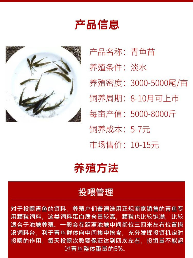 青鱼苗批发产地直销高质量无病开口苗包回收