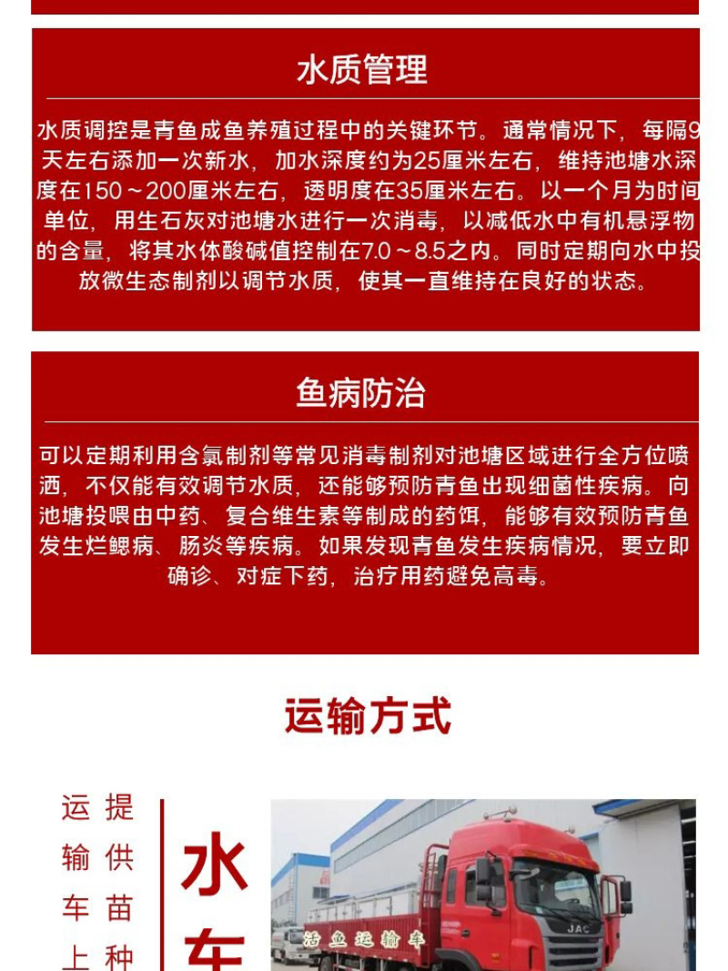 青鱼苗批发产地直销高质量无病开口苗包回收