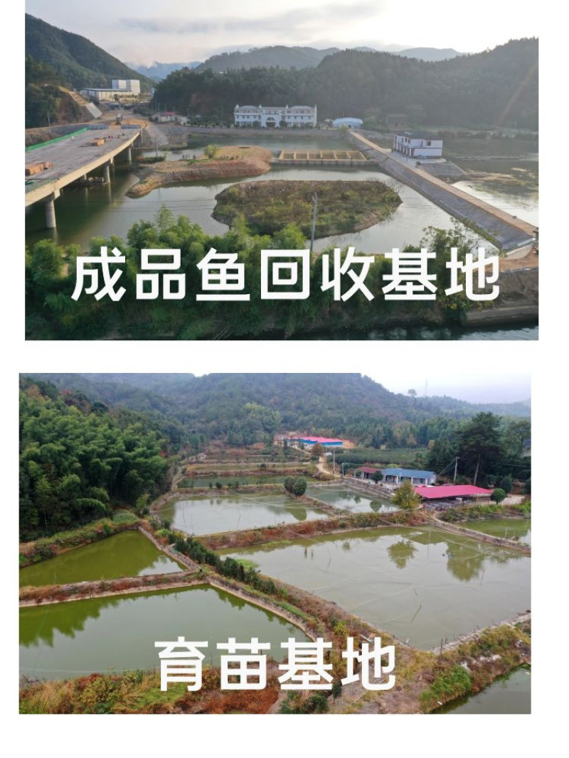 青鱼苗批发产地直销高质量无病开口苗包回收