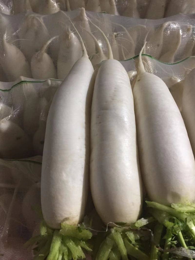 新鲜现拨现洗现卖白萝卜湖北基地直供大量出售白萝卜白萝卜