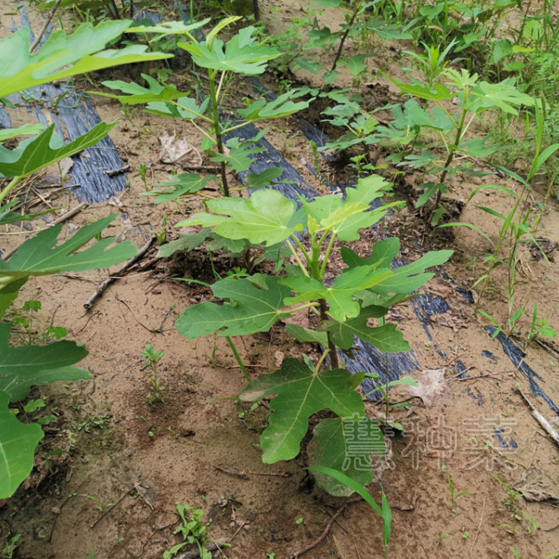 无花果树苗水果种苗多年生果树苗盆栽水果苗露地大棚