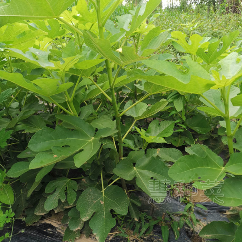 无花果树苗水果种苗多年生果树苗盆栽水果苗露地大棚