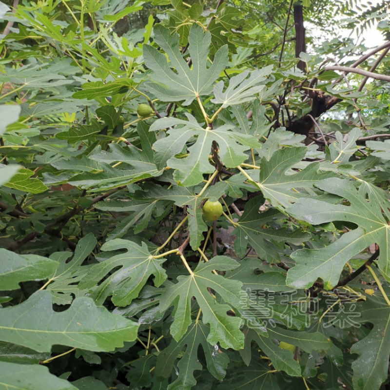 无花果树苗水果种苗多年生果树苗盆栽水果苗露地大棚