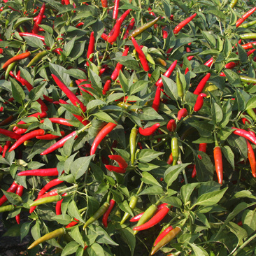 川椒种业四川朝天椒种子印辣181000粒/袋