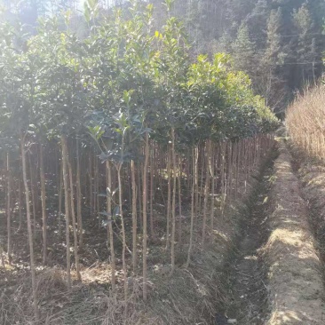 桂花树1-15公分苗圃自种货源充足死苗包赔技术指导