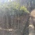 桂花树1-15公分苗圃自种货源充足死苗包赔技术指导