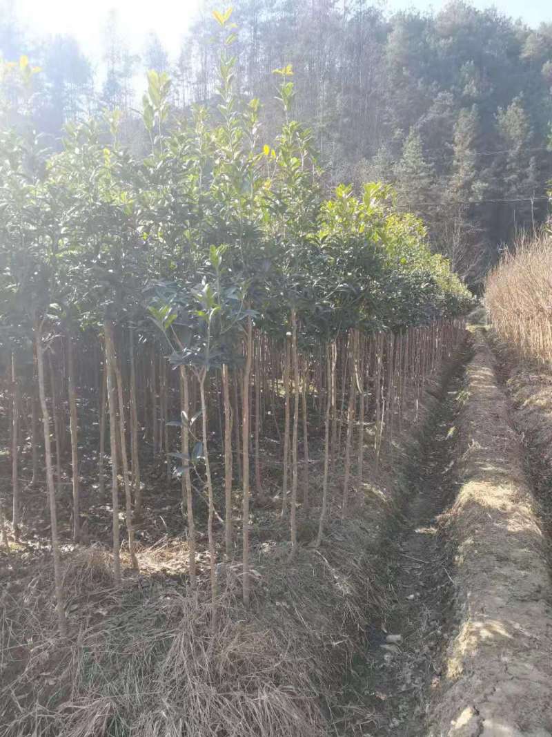 桂花树1-15公分苗圃自种货源充足死苗包赔技术指导