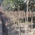 桂花树1-15公分苗圃自种货源充足死苗包赔技术指导