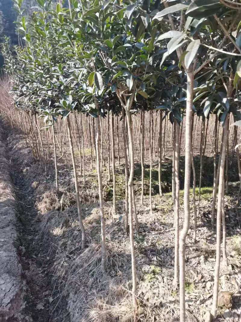 桂花树1-15公分苗圃自种货源充足死苗包赔技术指导