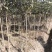 桂花树1-15公分苗圃自种货源充足死苗包赔技术指导