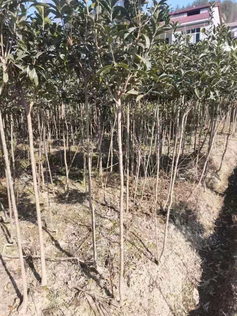 桂花树1-15公分苗圃自种货源充足死苗包赔技术指导