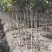 桂花树1-15公分苗圃自种货源充足死苗包赔技术指导